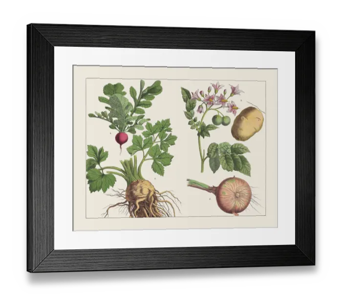 Framed Print : Various plants (tubers), chromolithograph, published in 1891