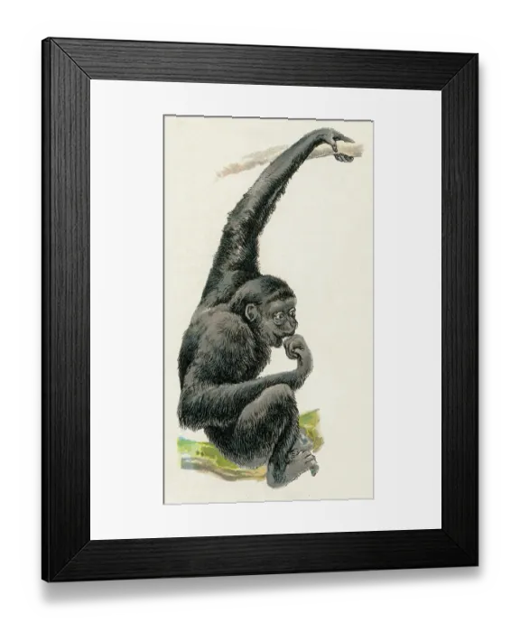 Framed Print : Siamang illustration 1899
