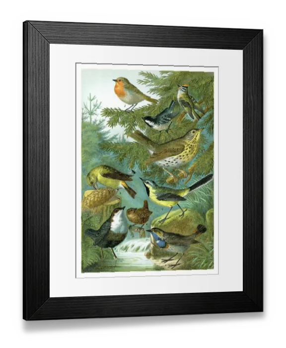 Framed Print : Group of colourful songbirds illustration of different birds 1898 Framed Print : Group of colourful songbirds illustration of different birds 1898