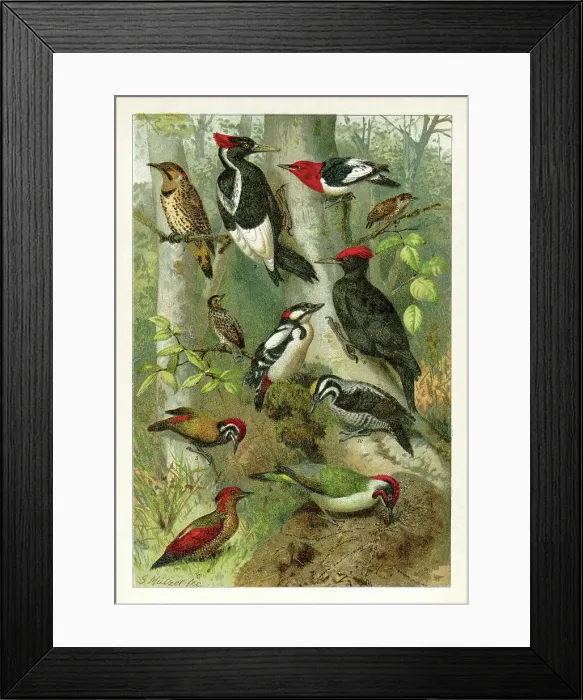 Framed Print : Different woodpecker bird drawing 1898 Framed Print : Different woodpecker bird drawing 1898
