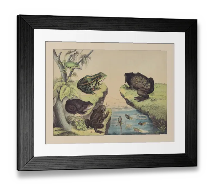 Framed Print : Amphibians (Anura), hand-colored chromolithograph, published in 1882 Framed Print : Amphibians (Anura), hand-colored chromolithograph, published in 1882
