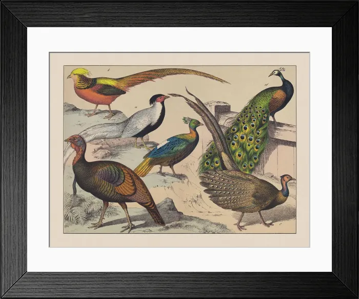 Framed Print : Gamebirds (Galliformes), hand-colored chromolithograph, published in 1882 Framed Print : Gamebirds (Galliformes), hand-colored chromolithograph, published in 1882