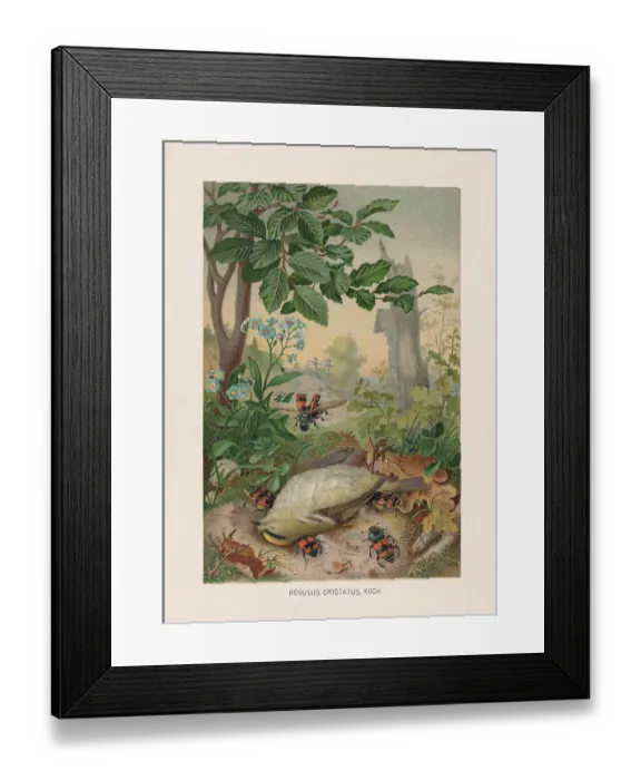 Framed Print : Dead goldcrest and burying beetles, chromolithograph, published in 1887 Framed Print : Dead goldcrest and burying beetles, chromolithograph, published in 1887