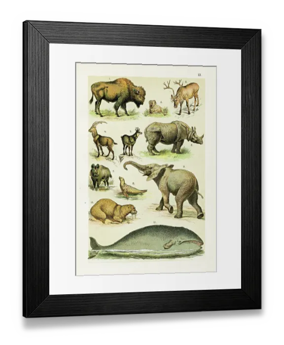 Framed Print : Bison, Reindeer, Ibex, Rhinoceros, Elephant, Walrus, Whale illustration 1899 Framed Print : Bison, Reindeer, Ibex, Rhinoceros, Elephant, Walrus, Whale illustration 1899