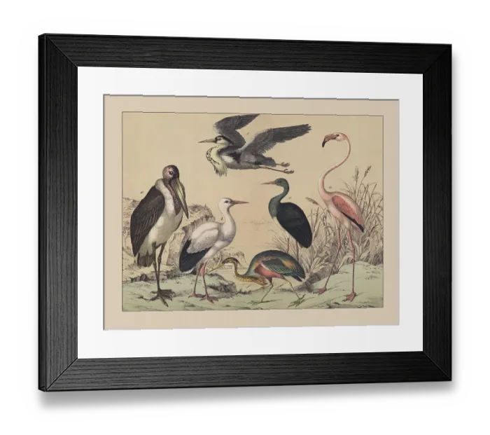 Framed Print : Wading birds and Flamingoes, hand-colored chromolithograph, published in 1882 Framed Print : Wading birds and Flamingoes, hand-colored chromolithograph, published in 1882