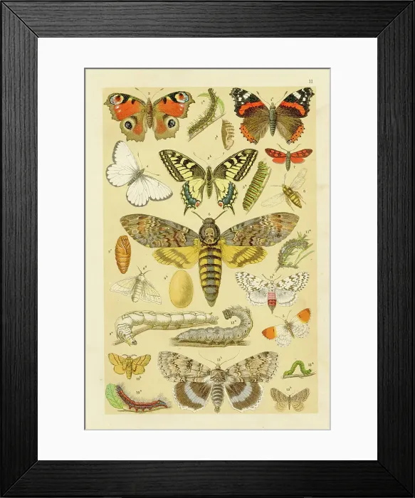 Framed Print : Insects butterflies chromolithograph engraving 1895 Framed Print : Insects butterflies chromolithograph engraving 1895