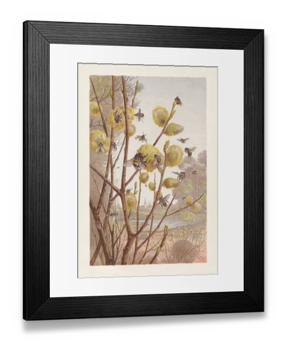 Framed Print : Insects in the spring, chromolithograph, published in 1884 Framed Print : Insects in the spring, chromolithograph, published in 1884