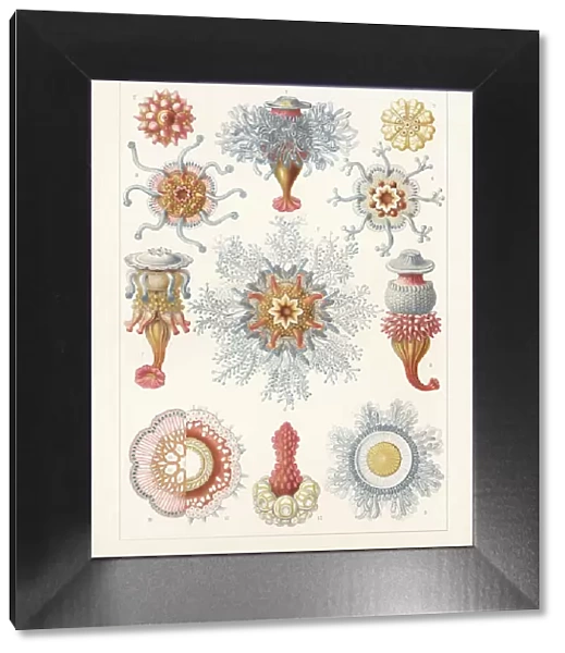 Siphonophorae, chromolithograph, published in 1900