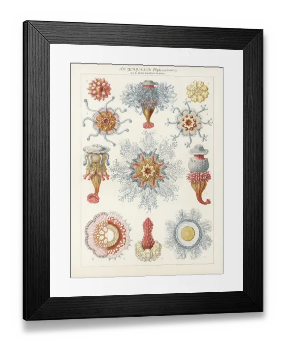Framed Print : Siphonophorae, chromolithograph, published in 1900 Framed Print : Siphonophorae, chromolithograph, published in 1900
