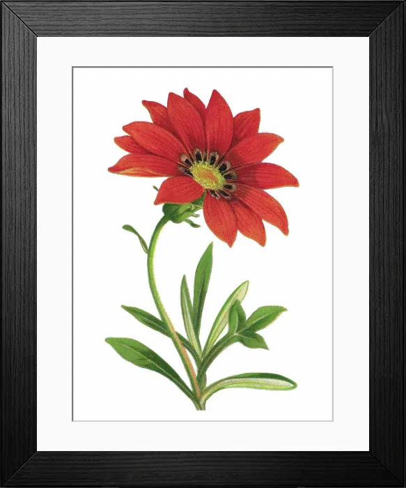 Framed Print : Old chromolithograph illustration of Botany, treasure flower (Gazania rigens) Framed Print : Old chromolithograph illustration of Botany, treasure flower (Gazania rigens)