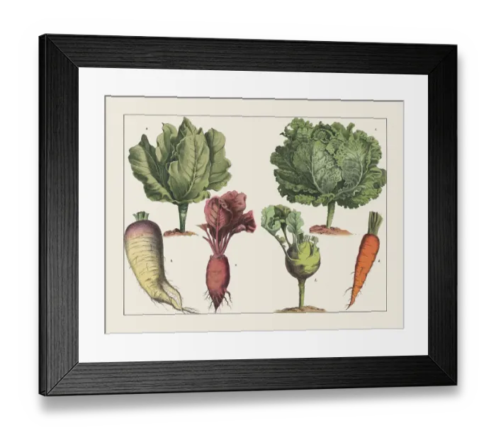 Framed Print : Various plants (cabbage), chromolithograph, published in 1891 Framed Print : Various plants (cabbage), chromolithograph, published in 1891