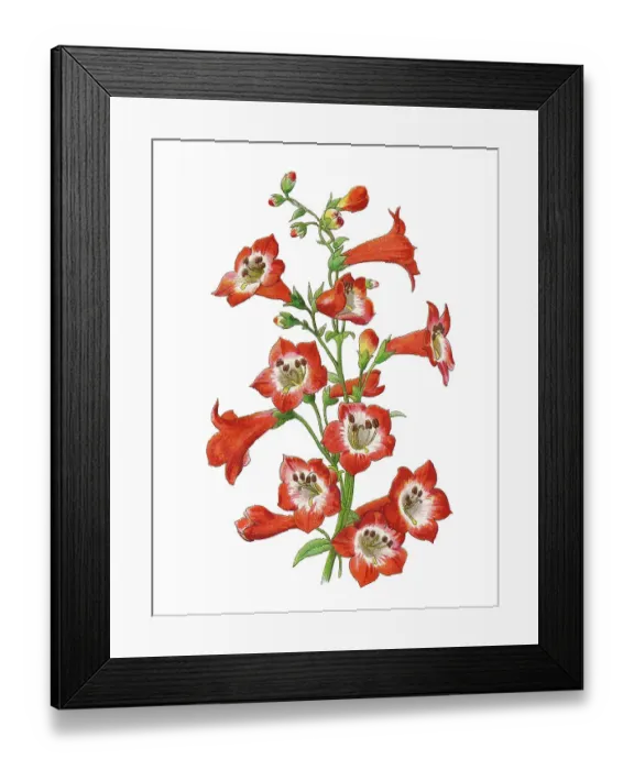 Framed Print : Old chromolithograph illustration of Botany, Hartweg's beardtongue (Penstemon hartwegii) Framed Print : Old chromolithograph illustration of Botany, Hartweg's beardtongue (Penstemon hartwegii)