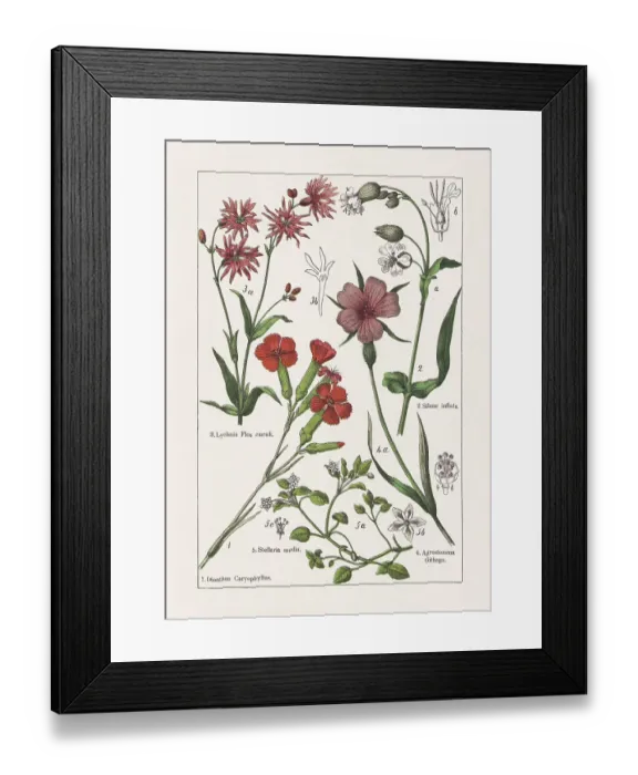 Framed Print : Caryophyllaceae, chromolithograph, published in 1895 Framed Print : Caryophyllaceae, chromolithograph, published in 1895
