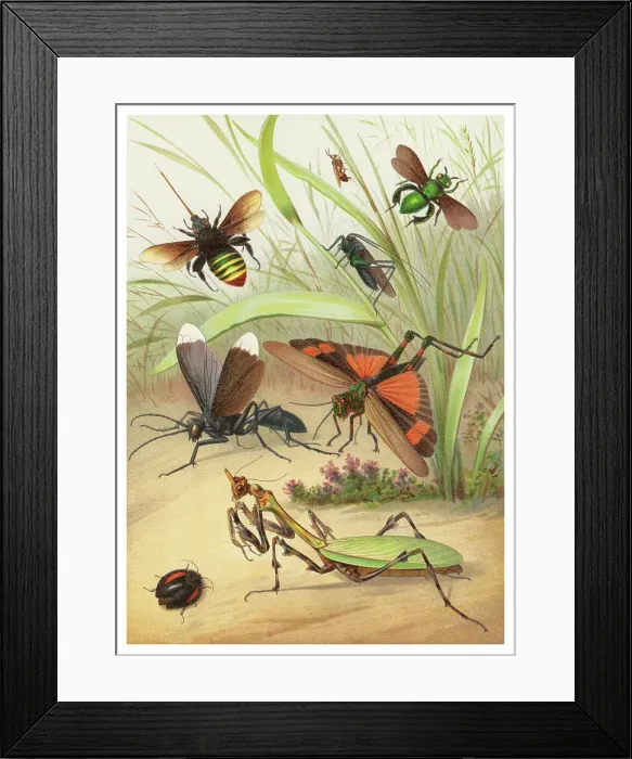 Framed Print : Old chromolithograph of Entomology - Hymenoptera and chewing insects Framed Print : Old chromolithograph of Entomology - Hymenoptera and chewing insects