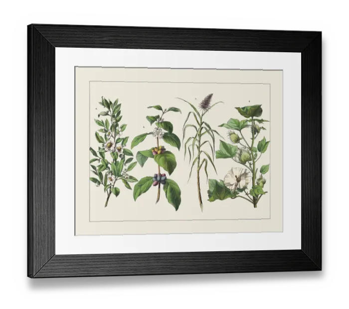 Framed Print : Various useful tropical plants, chromolithograph, published in 1891 Framed Print : Various useful tropical plants, chromolithograph, published in 1891