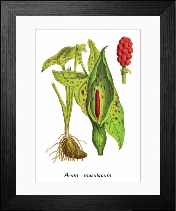Framed Print : Old chromolithograph illustration of Botany, The Lords-and-Ladies, Cuckoo-pint (Arum maculatum) Framed Print : Old chromolithograph illustration of Botany, The Lords-and-Ladies, Cuckoo-pint (Arum maculatum)