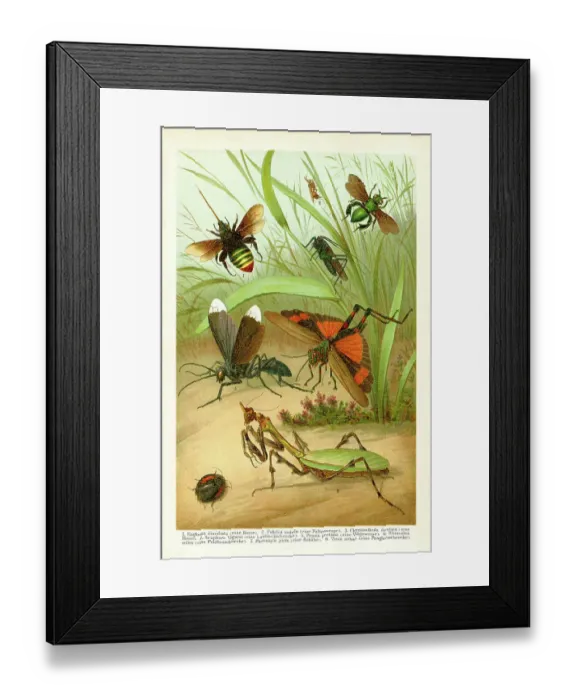 Framed Print : Different insects Praying mantis cockroach and bees 1898 Framed Print : Different insects Praying mantis cockroach and bees 1898