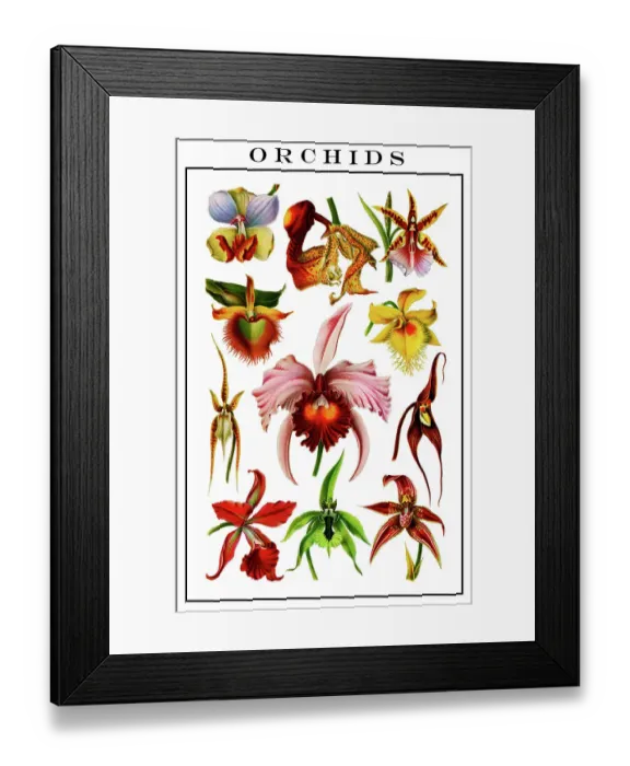 Framed Print : Chromolithograph illustration of orchids (Orchidaceae) Framed Print : Chromolithograph illustration of orchids (Orchidaceae)