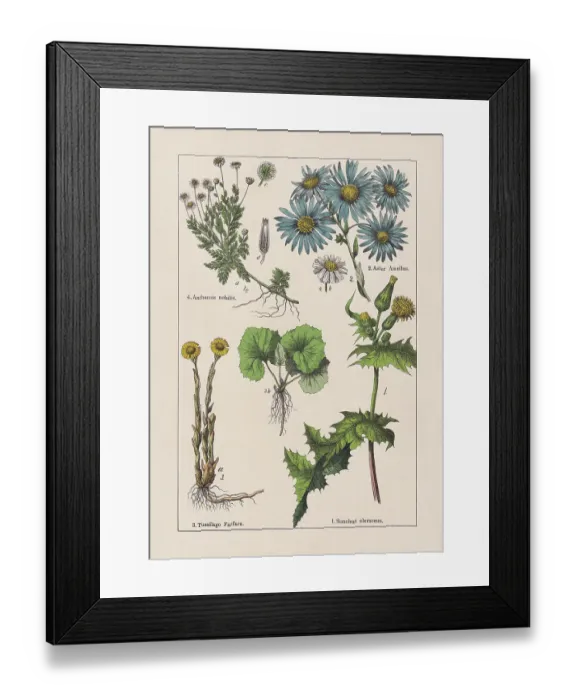 Framed Print : Magnoliids, Asteraceae, chromolithograph, published in 1895 Framed Print : Magnoliids, Asteraceae, chromolithograph, published in 1895