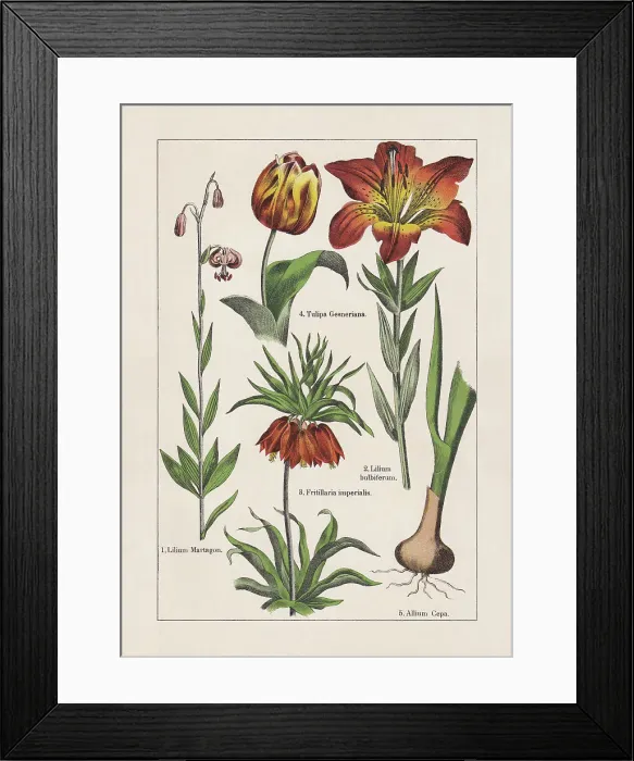 Framed Print : Monocotyledons, chromolithograph, published in 1895 Framed Print : Monocotyledons, chromolithograph, published in 1895
