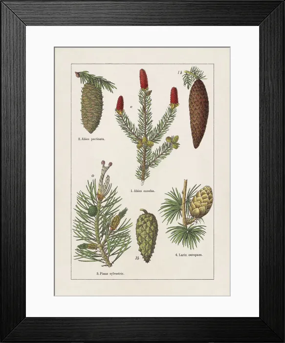 Framed Print : Coniferes, chromolithograph, published in 1895 Framed Print : Coniferes, chromolithograph, published in 1895