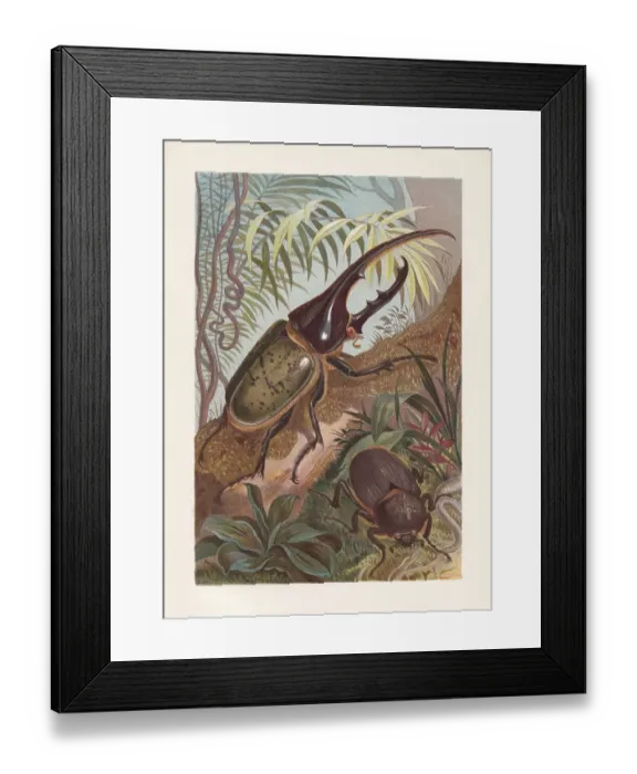 Framed Print : Hercules beetle (Dynastes hercules), chromolithograph, published in 1884 Framed Print : Hercules beetle (Dynastes hercules), chromolithograph, published in 1884