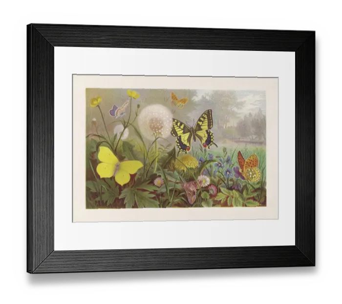 Framed Print : Butterflies on a meadow, chromolithograph, published in 1884