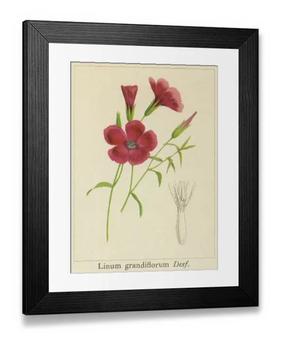 Framed Print : Old chromolithograph illustration of Botany, flowering flax, red flax, scarlet flax, and crimson flax (Linum grandiflorum) Framed Print : Old chromolithograph illustration of Botany, flowering flax, red flax, scarlet flax, and crimson flax (Linum grandiflorum)