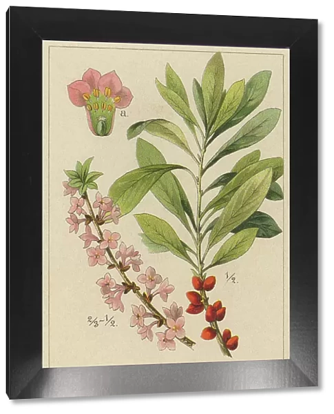 Old chromolithograph illustration of Daphne mezereum - mezereum, mezereon, February daphne, spurge laurel or spurge olive - Poisonous plant