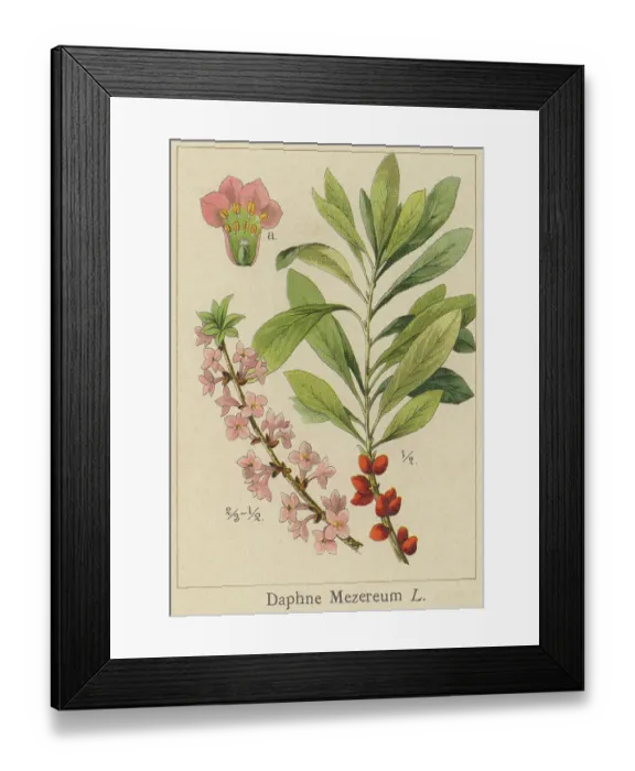 Framed Print : Old chromolithograph illustration of Daphne mezereum - mezereum, mezereon, February daphne, spurge laurel or spurge olive - Poisonous plant
