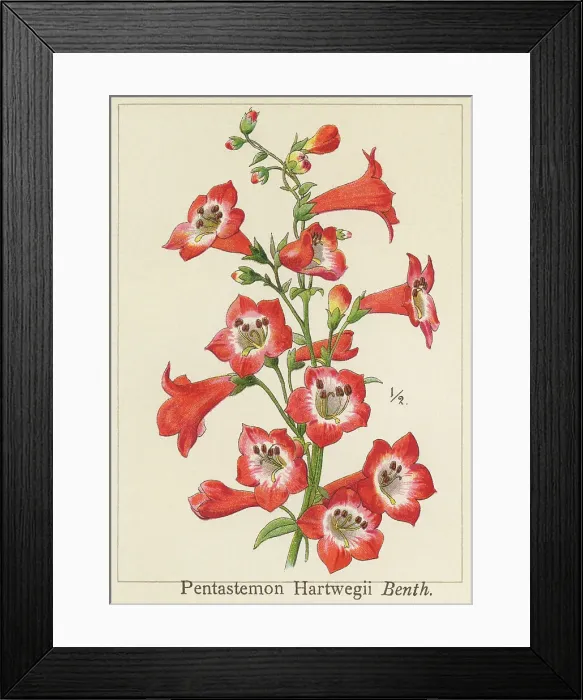 Framed Print : Old chromolithograph illustration of Botany, Hartweg's beardtongue (Penstemon hartwegii) Framed Print : Old chromolithograph illustration of Botany, Hartweg's beardtongue (Penstemon hartwegii)