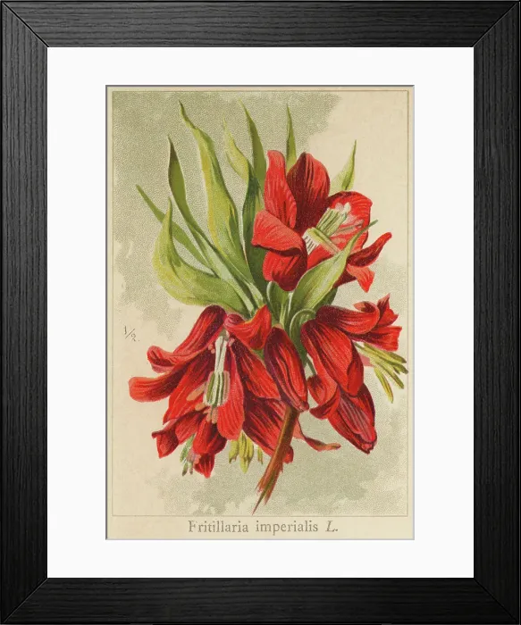 Framed Print : Old chromolithograph illustration of Botany, Crown imperial, imperial fritillary or Kaiser's crown (Fritillaria imperialis rubra)