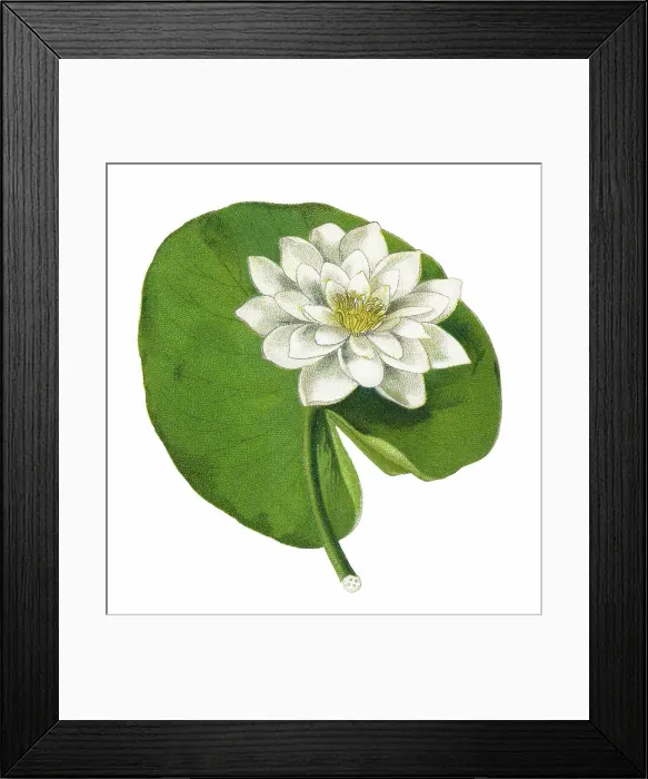 Framed Print : Old chromolithograph illustration of Botany, white waterlily, European white water lily or white nenuphar (Nymphaea alba) Framed Print : Old chromolithograph illustration of Botany, white waterlily, European white water lily or white nenuphar (Nymphaea alba)