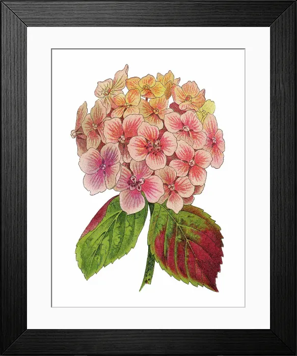 Framed Print : Old chromolithograph illustration of Botany, bigleaf hydrangea, French hydrangea, lacecap hydrangea, mophead hydrangea, penny mac or hortensia (Hydrangea macrophylla, Hydrangea opulodes)