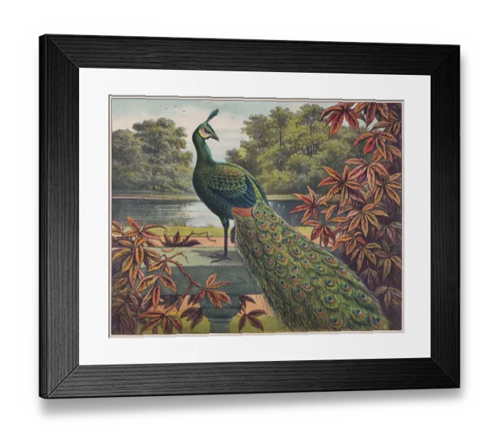 Framed Print : Indian peafowl (Pavo cristatus), chromolithograph, published ca. 1898 Framed Print : Indian peafowl (Pavo cristatus), chromolithograph, published ca. 1898
