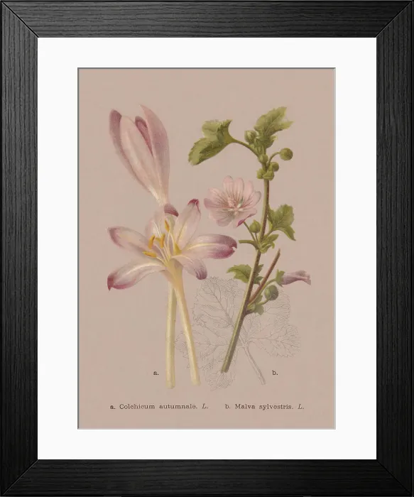 Framed Print : Autumn flowers (Colchicaceae, Malvaceae), chromolithograph, published in 1886 Framed Print : Autumn flowers (Colchicaceae, Malvaceae), chromolithograph, published in 1886