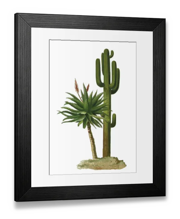 Framed Print : Old chromolithograph illustration of cacti - Saguaro (Carnegiea gigantea, Cereus giganteus)