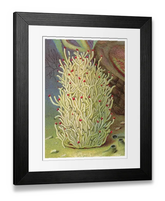 Framed Print : Old chromolithograph illustration of Tube and Fan-headed Worms (Hydroides uncinata) Framed Print : Old chromolithograph illustration of Tube and Fan-headed Worms (Hydroides uncinata)