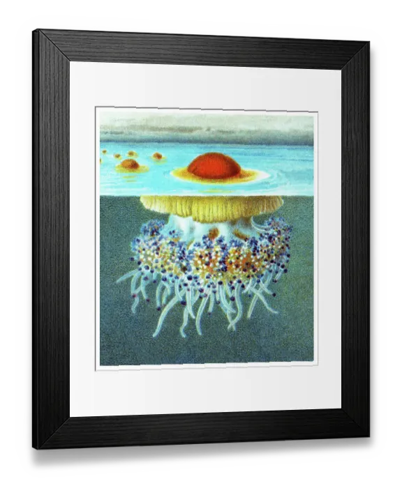 Framed Print : Old chromolithograph illustration of Mediterranean jellyfish, Mediterranean jelly or fried egg jellyfish (Cotylorhiza tuberculata)