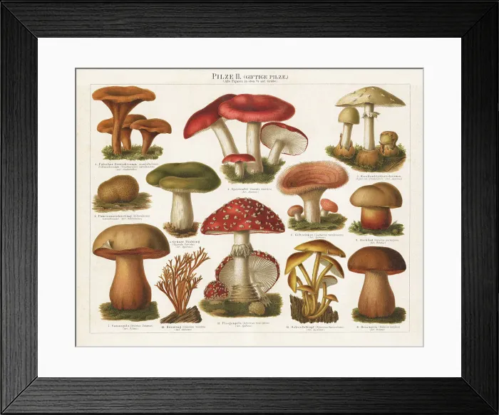 Framed Print : Old chromolithograph illustration of a poisonous mushrooms Framed Print : Old chromolithograph illustration of a poisonous mushrooms