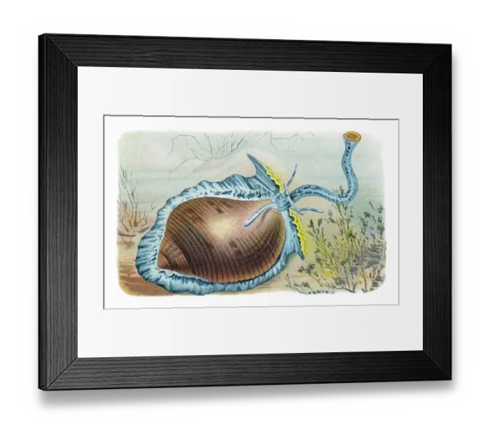 Framed Print : Old chromolithograph illustration of Giant tun (Tonna galea, Dolium galea) Framed Print : Old chromolithograph illustration of Giant tun (Tonna galea, Dolium galea)