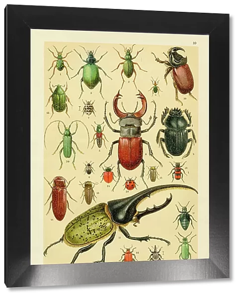 Insects, beetle chromolithograph engraving 1895