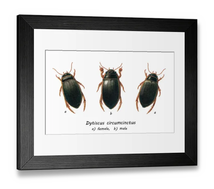 Framed Print : Old chromolithograph of Entomology, Beetles - Great diving beetle, Dytiscus circumcinctus Framed Print : Old chromolithograph of Entomology, Beetles - Great diving beetle, Dytiscus circumcinctus