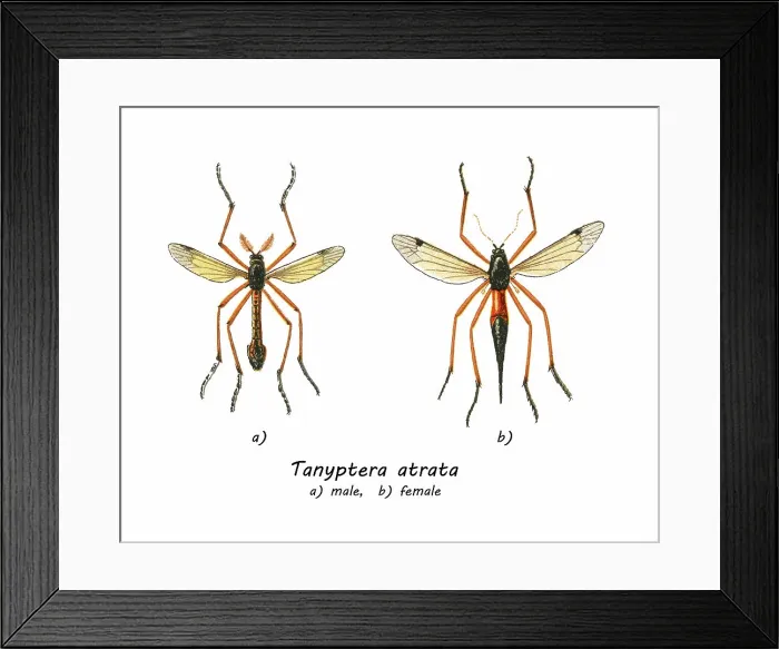 Framed Print : Old chromolithograph illustration of true crane flies (Tanyptera atrata) Framed Print : Old chromolithograph illustration of true crane flies (Tanyptera atrata)