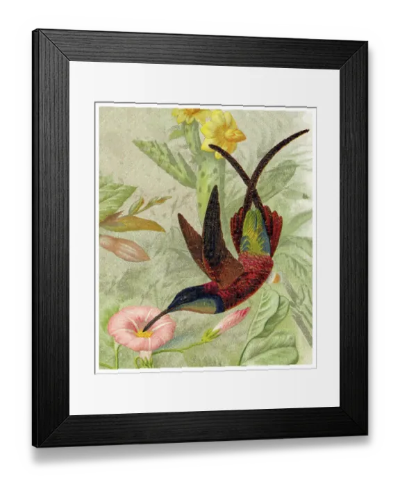 Framed Print : Old chromolithograph illustration of hummingbird - The crimson topaz (Topaza pella) Framed Print : Old chromolithograph illustration of hummingbird - The crimson topaz (Topaza pella)