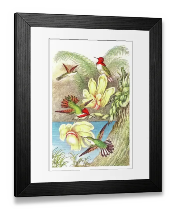 Framed Print : Old chromolithograph illustration of hummingbirds Framed Print : Old chromolithograph illustration of hummingbirds
