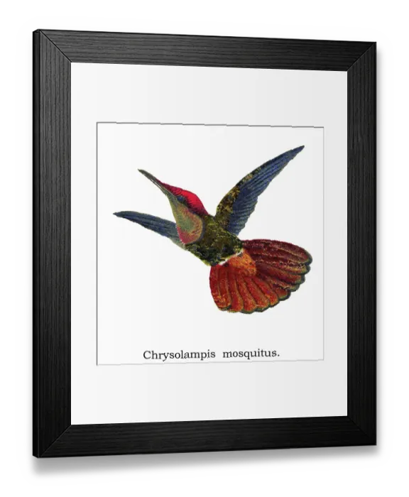 Framed Print : Old chromolithograph illustration of hummingbird - The ruby-topaz hummingbird (Chrysolampis mosquitus) Framed Print : Old chromolithograph illustration of hummingbird - The ruby-topaz hummingbird (Chrysolampis mosquitus)