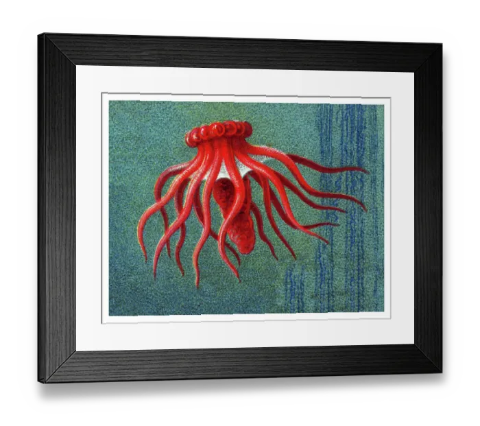 Framed Print : Old chromolithograph illustration of Sea cucumber (Pelagothuria natatrix) Framed Print : Old chromolithograph illustration of Sea cucumber (Pelagothuria natatrix)