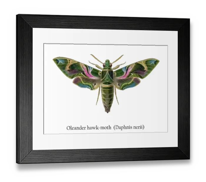 Framed Print : Old chromolithograph illustration of Oleander hawk-moth (Daphnis nerii)