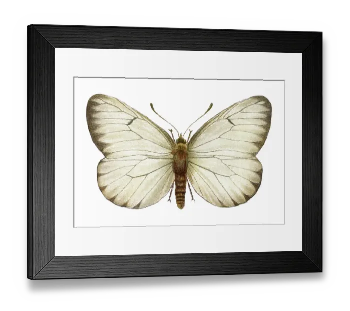 Framed Print : Old chromolithograph illustration of black-veined white butterfly (Aporia crataegi) Framed Print : Old chromolithograph illustration of black-veined white butterfly (Aporia crataegi)